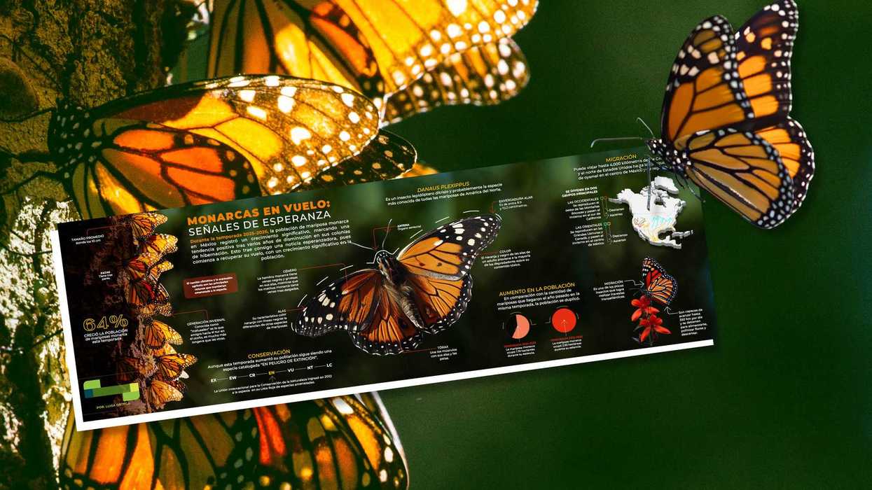 Repunte de mariposa monarca en México: sube 64%