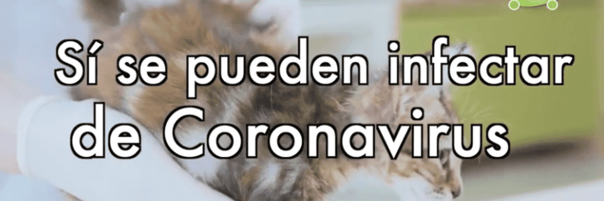 La Organización Mundial de la Salud hace pruebas de COVID-19 a los gatos 🐈