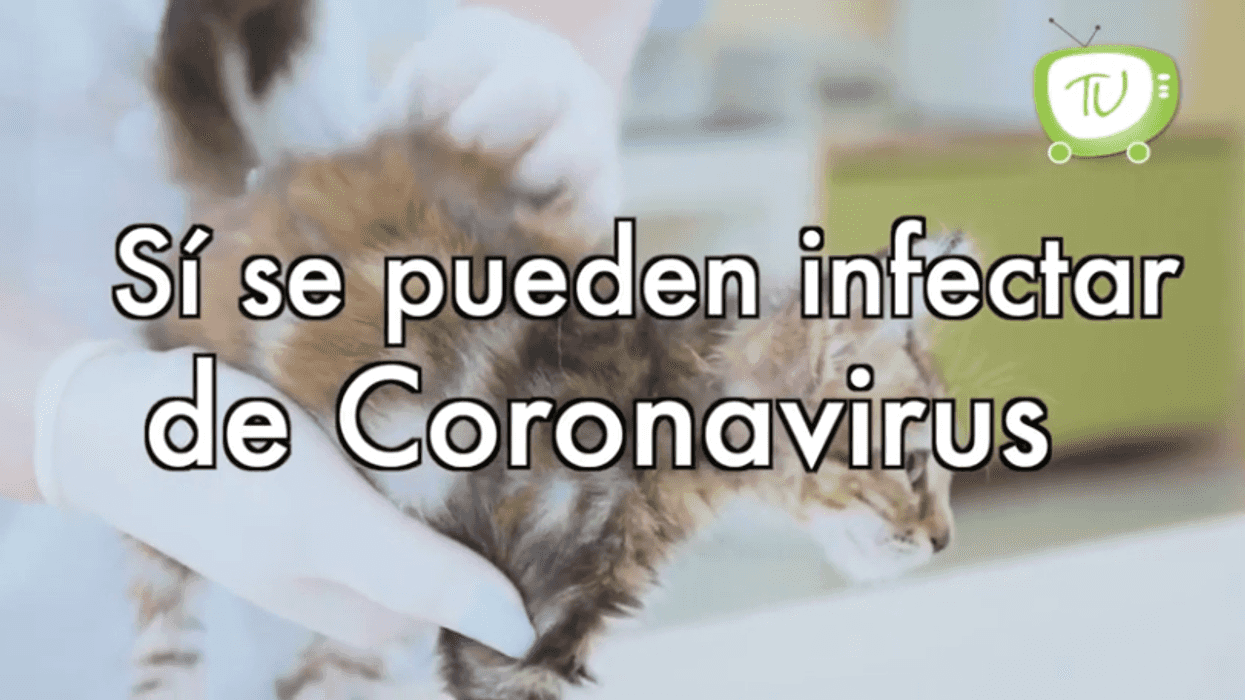La Organización Mundial de la Salud hace pruebas de COVID-19 a los gatos 🐈