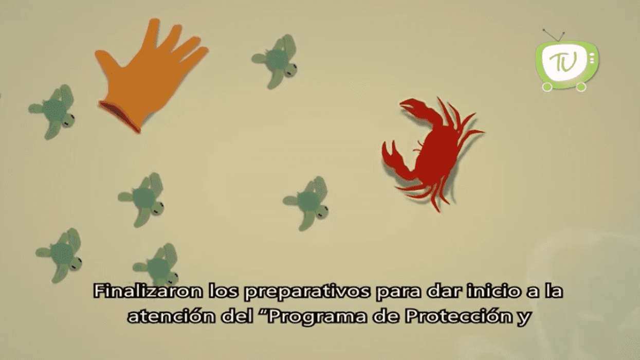 Gobierno Municipal está preparado para temporada de tortugas.