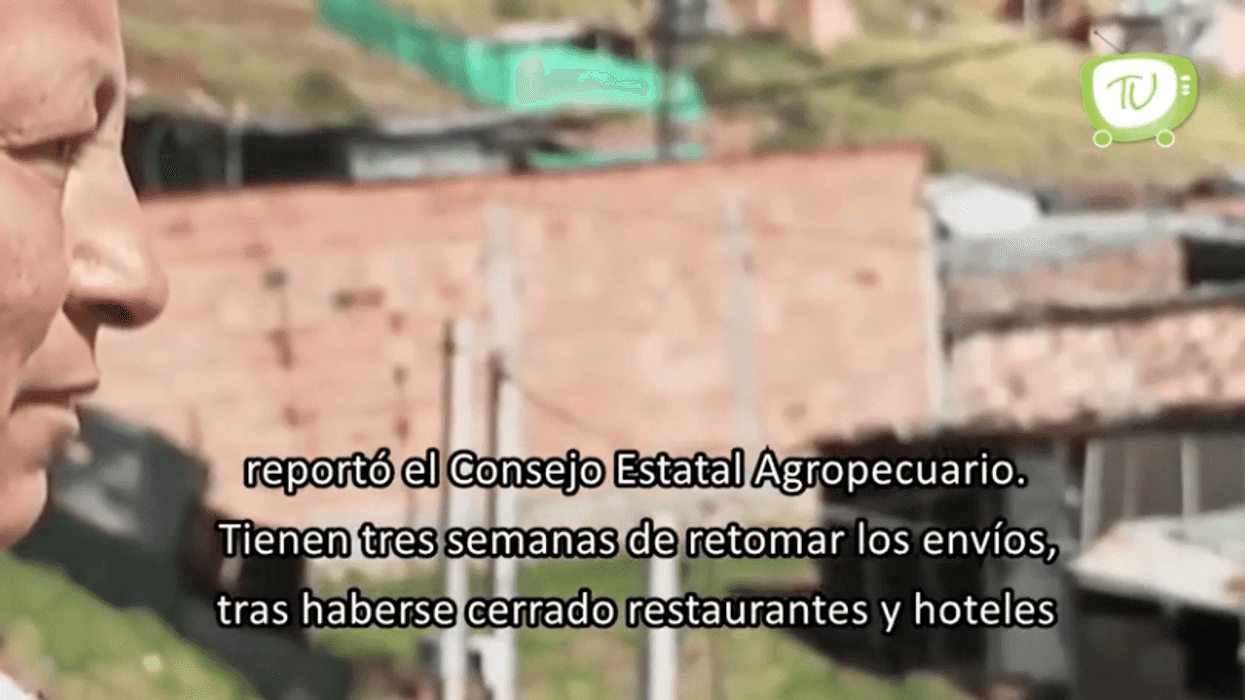 Retoman exportaciones a Estados Unidos.