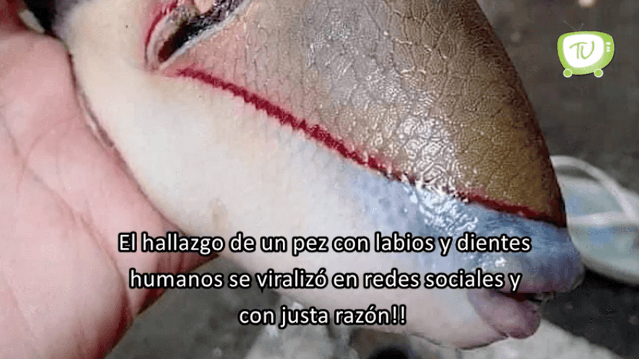Las imágenes de un pez ballesta se viralizan en redes.