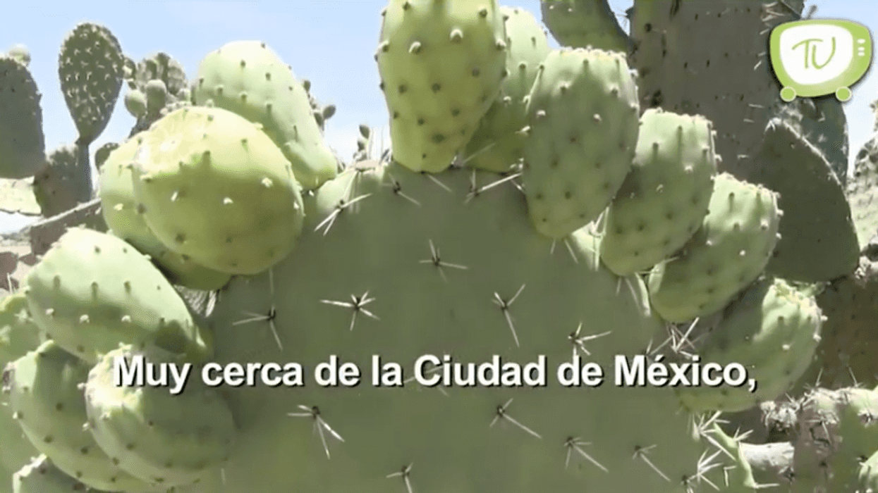 Temporada de tunas - Conociendo México.