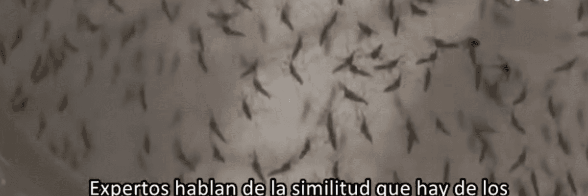 Similitudes entre COVID, dengue e influenza.