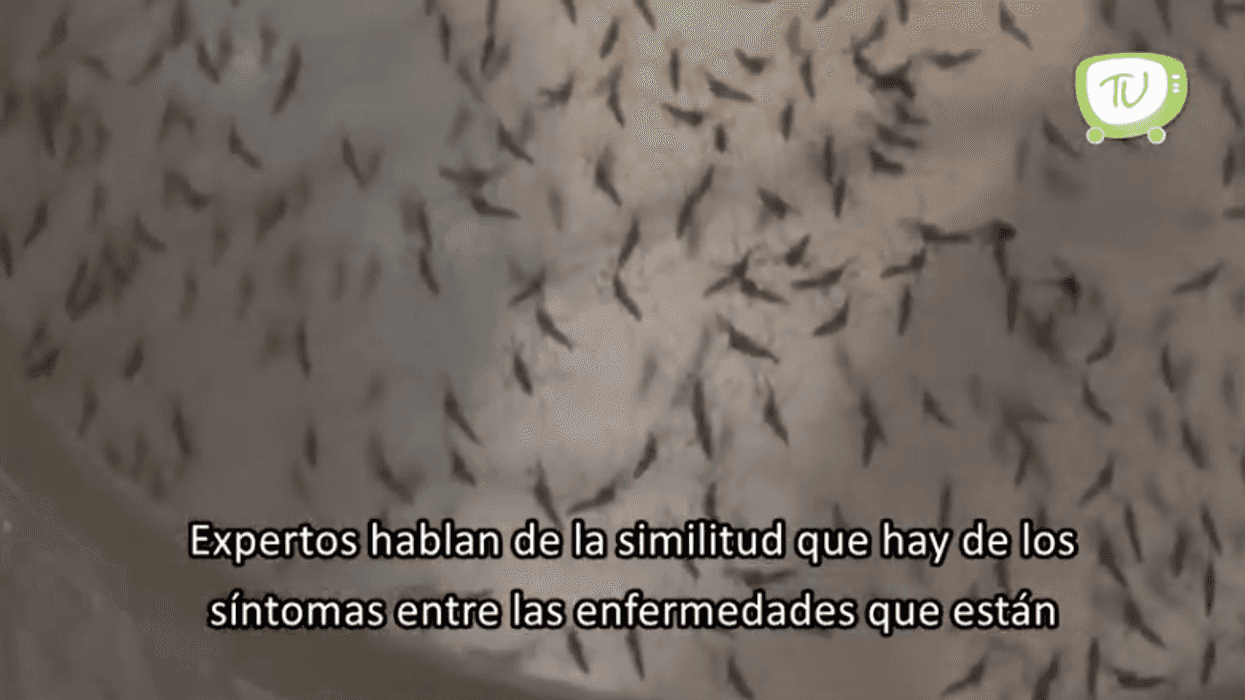 Similitudes entre COVID, dengue e influenza.