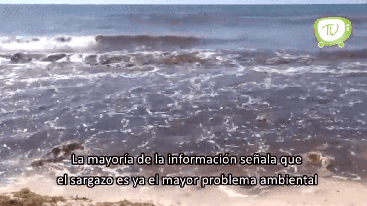 El sargazo, hogar de algunos seres vivos.