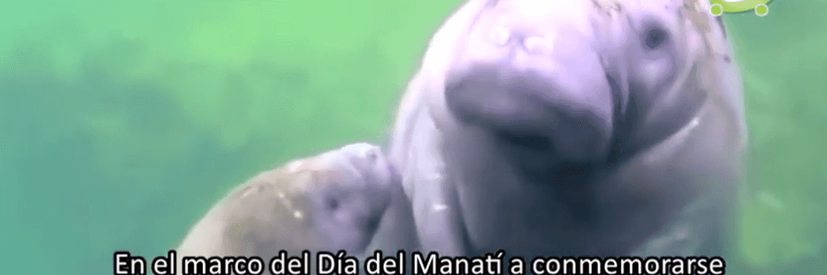 Preparan actividades para celebrar el Día del Manatí.
