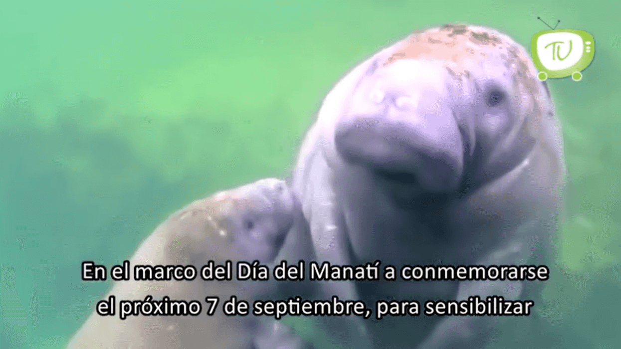Preparan actividades para celebrar el Día del Manatí.
