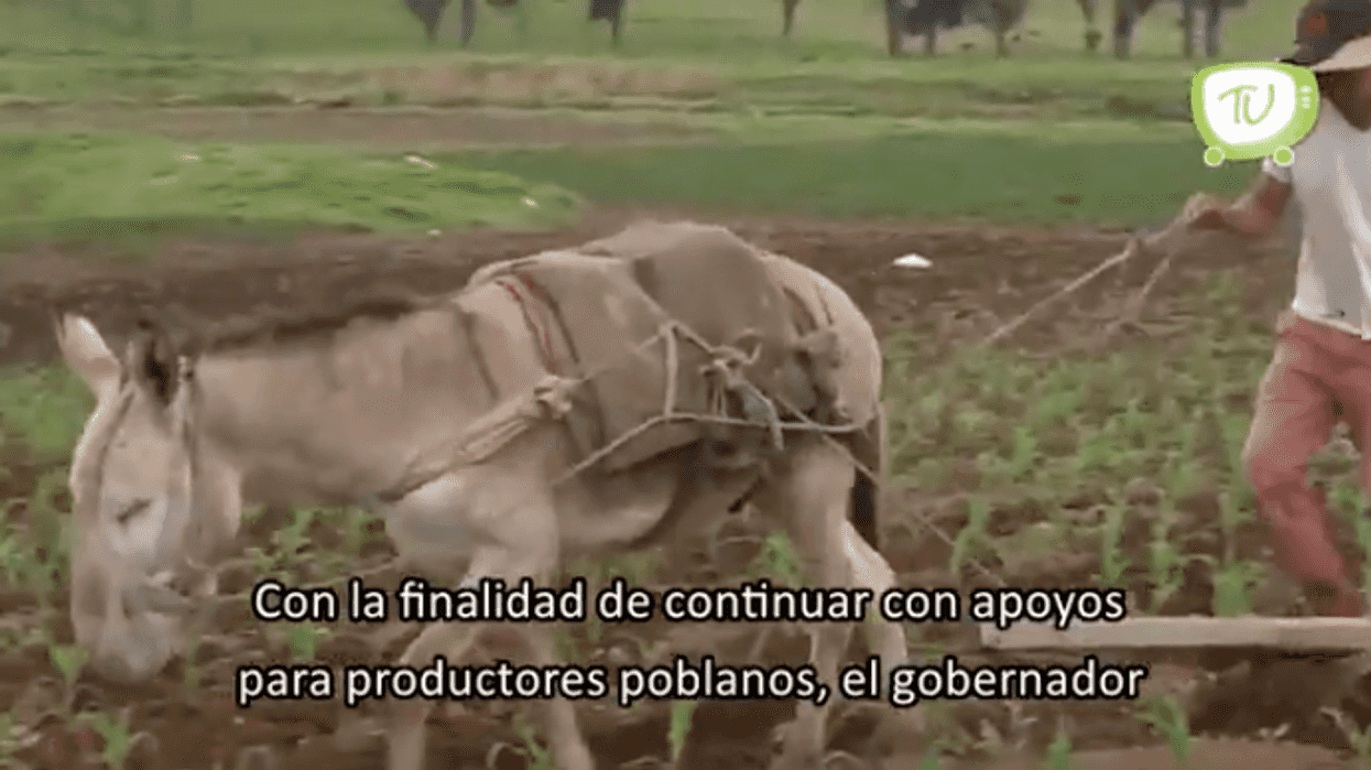 El Gobierno seguirá respaldando a productores poblanos.