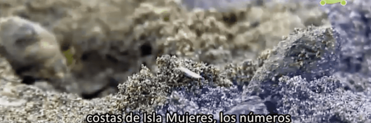 Anidación de Tortugas en Isla Mujeres.