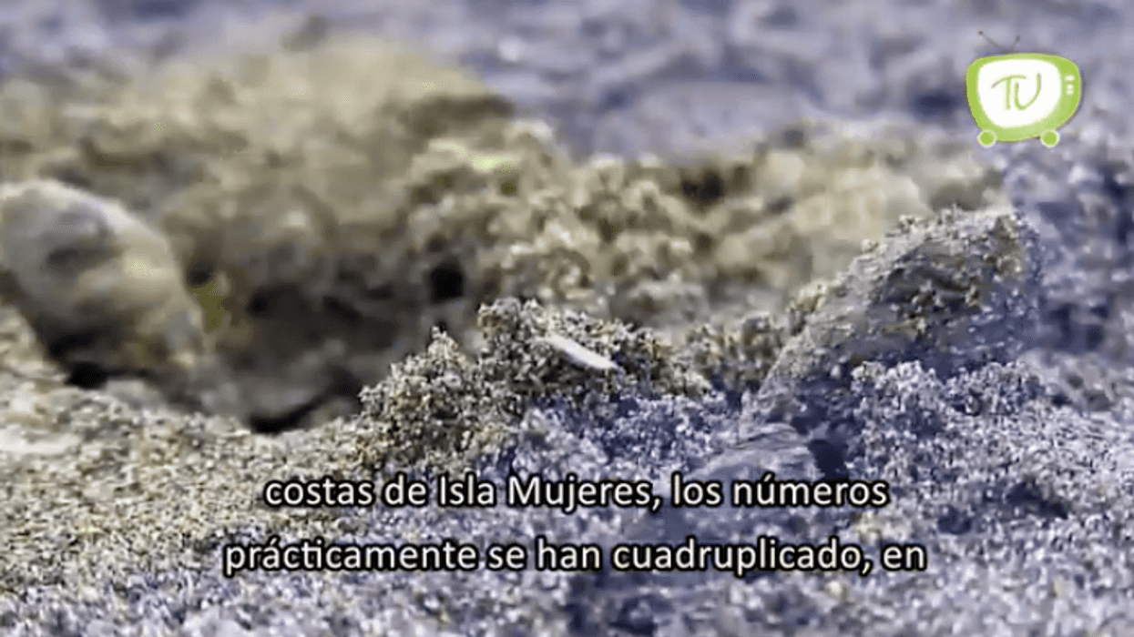 Anidación de Tortugas en Isla Mujeres.