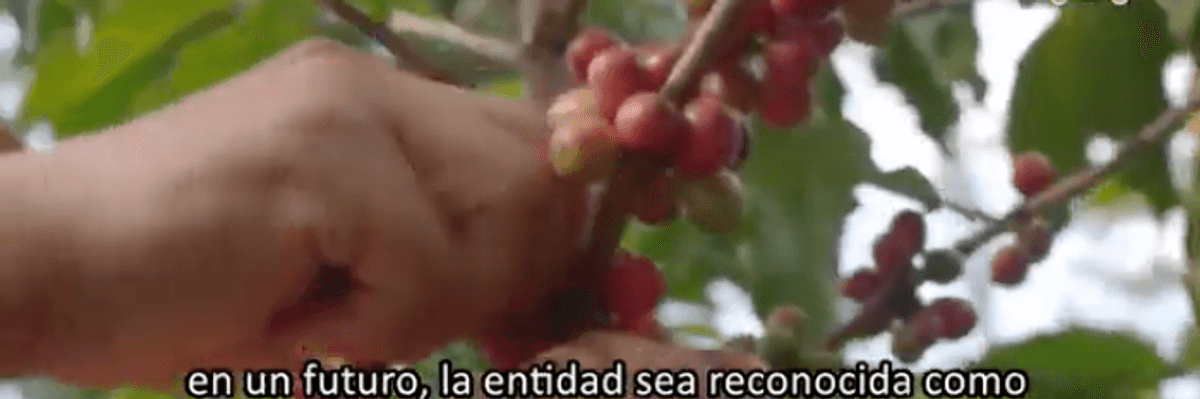 Puebla, tercer lugar en producción de café en Mexico.