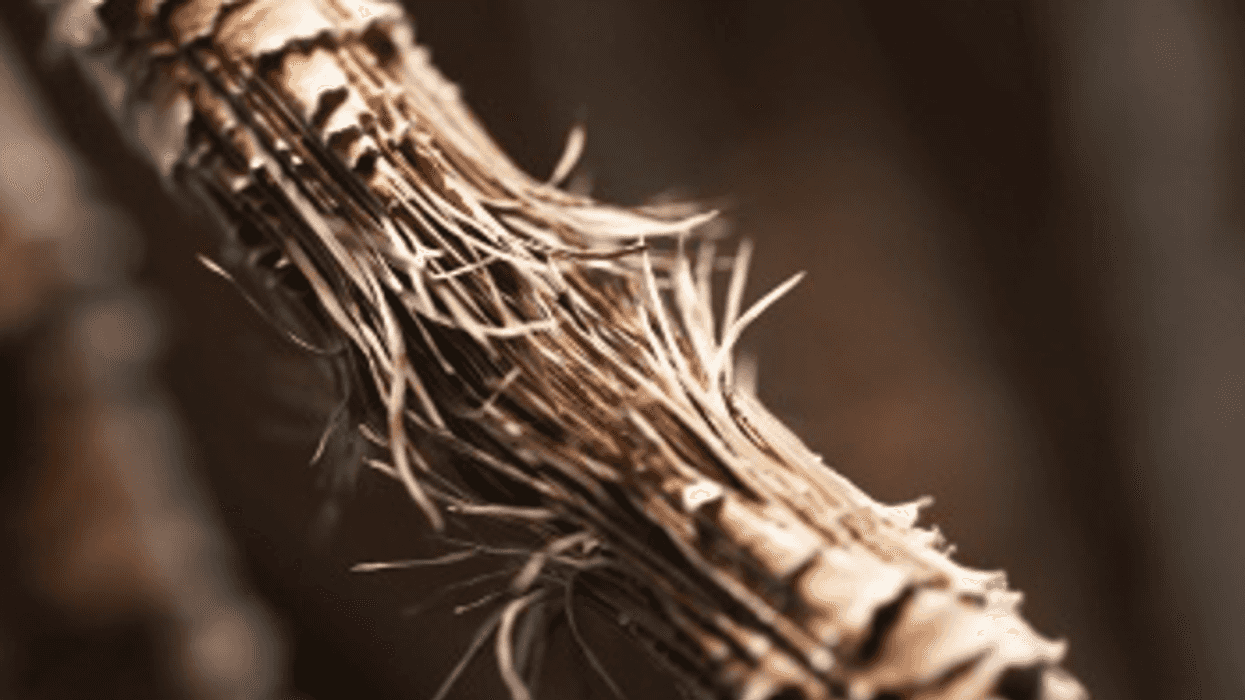 ¿Frizz, resequedad? evita el peinado estilo quesito Oaxaca..