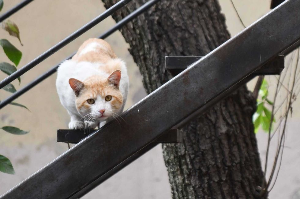 Los gatos tendr\u00e1n su propio museo