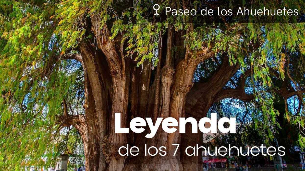 Massive ahuehuete tree with text: "Leyenda de los 7 ahuehuetes."
