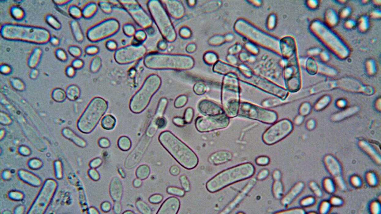 Microscopic view of various oval and rod-shaped microorganisms under magnification.