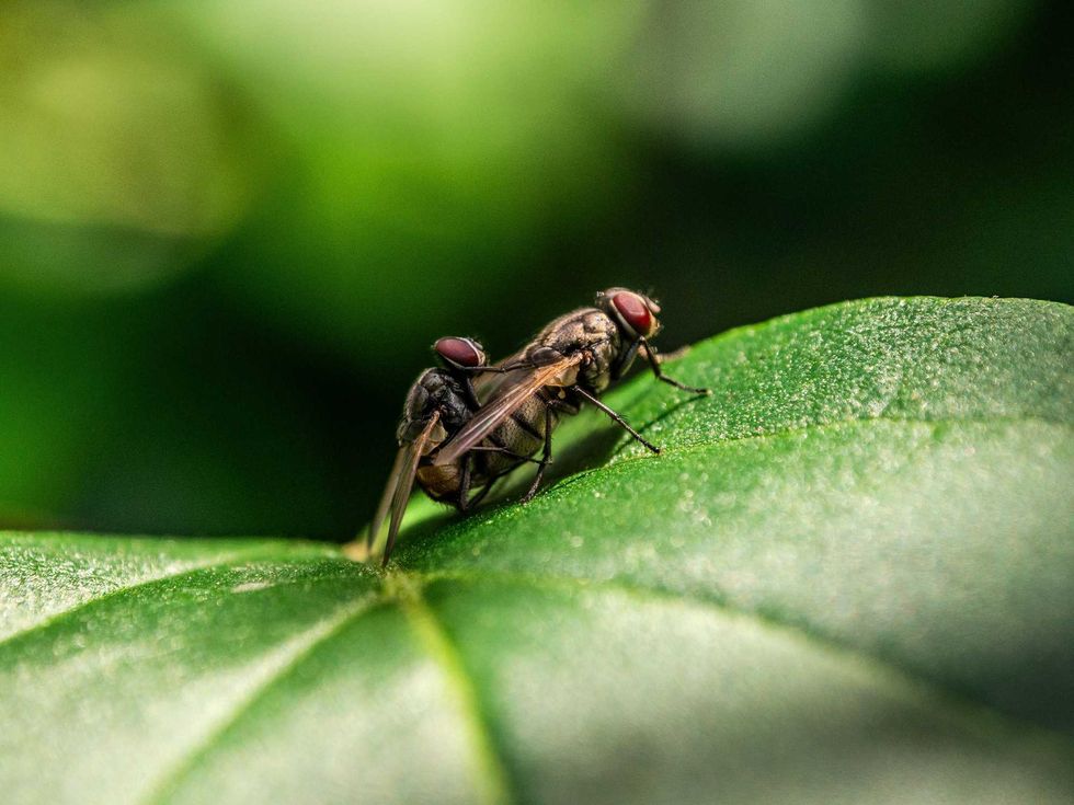 Mosca de la fruta sobre una superficie, en referencia al estudio de Harvard sobre su comportamiento y capacidad de aprendizaje.