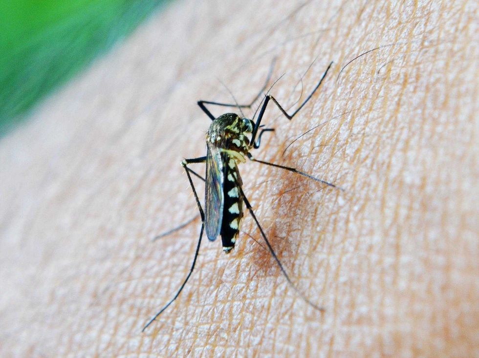 Mosquito landing on human skin, close-up view.