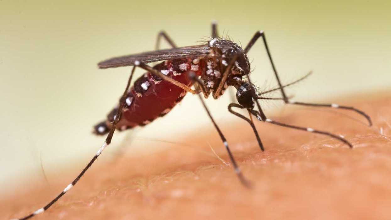 Mosquito transmisor del virus del Nilo Occidental