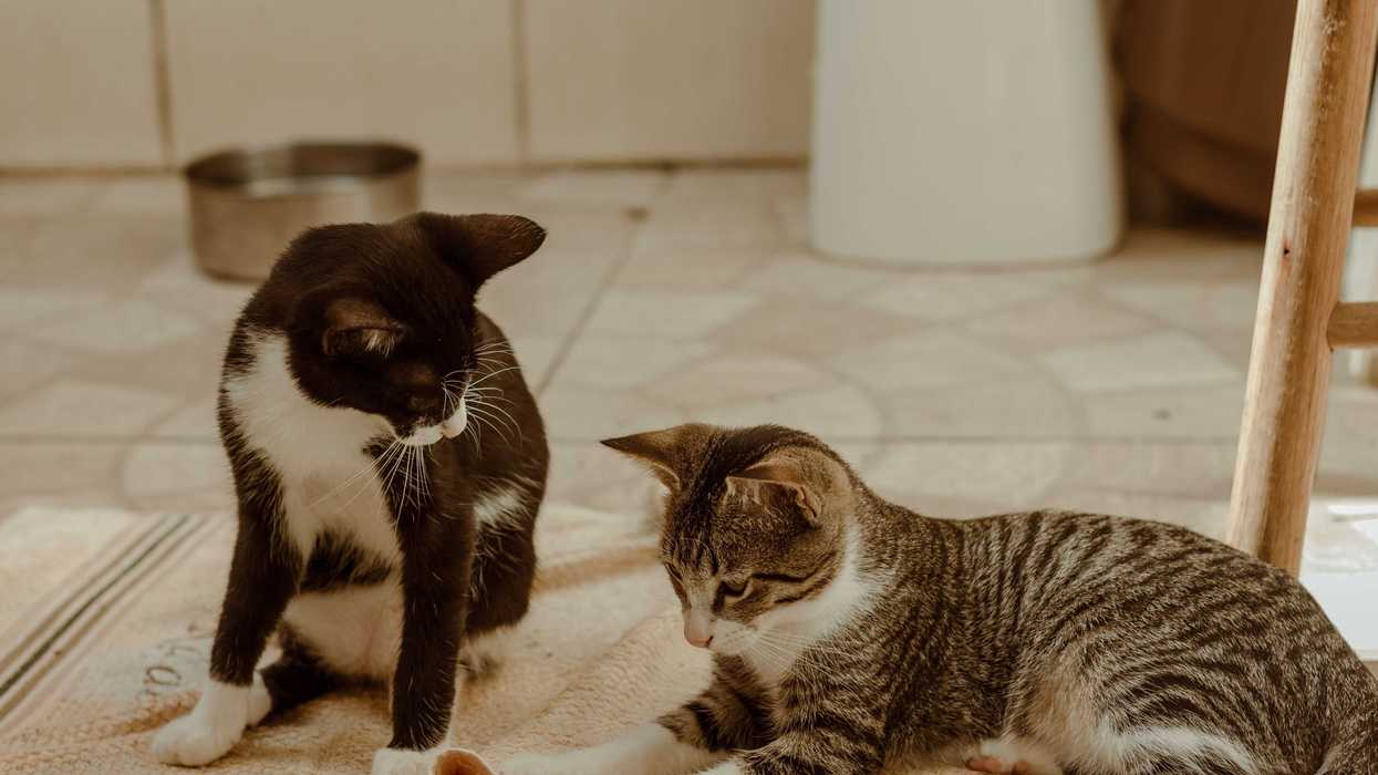 Museo del Gato en CDMX una realidad