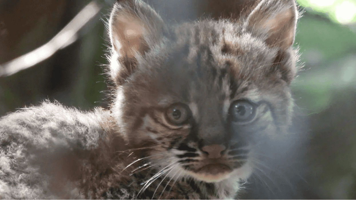 nace-lince-rojo-en-chapultepec