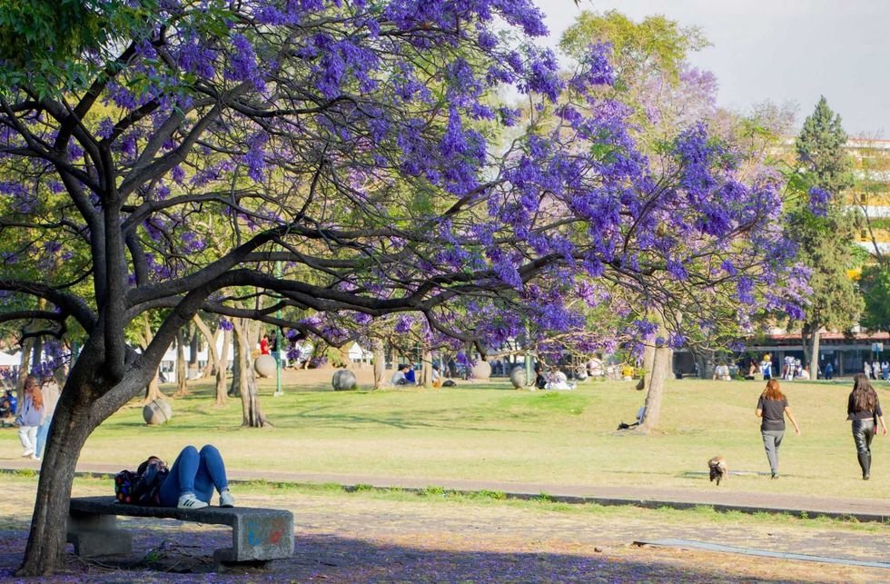 Person relaxing on a bench under a blooming jacaranda tree in a park.
