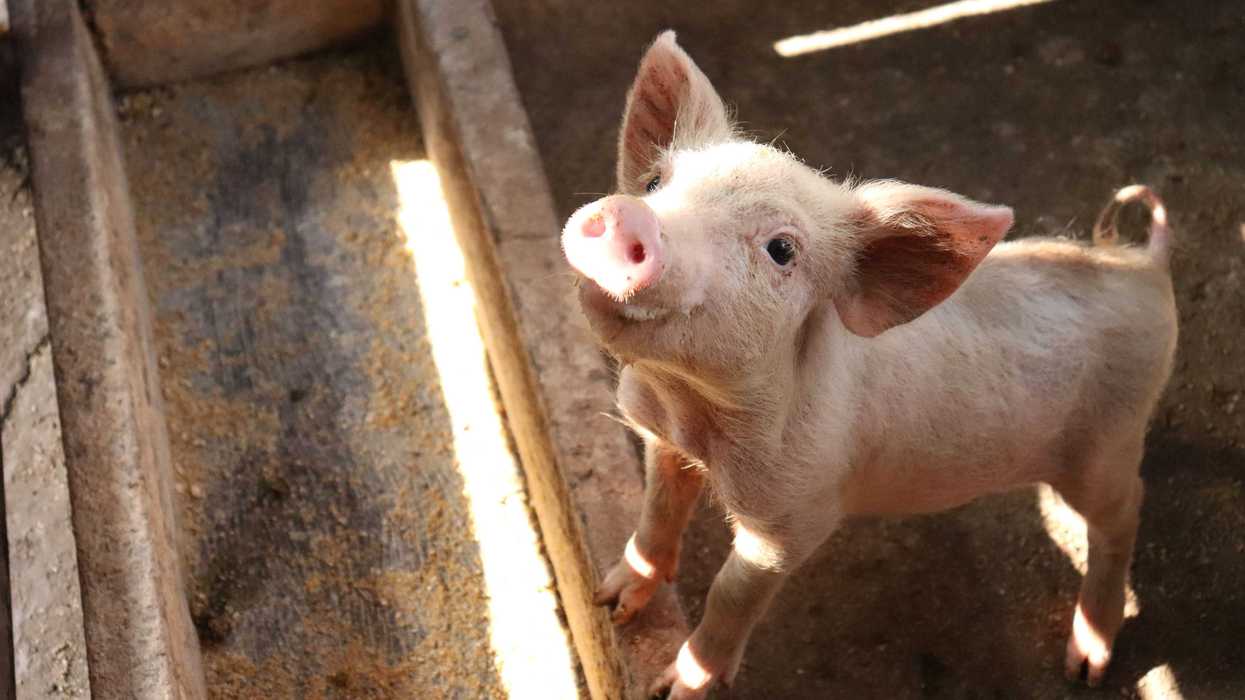 Piglet standing in sunlight inside a pen, looking up curiously.