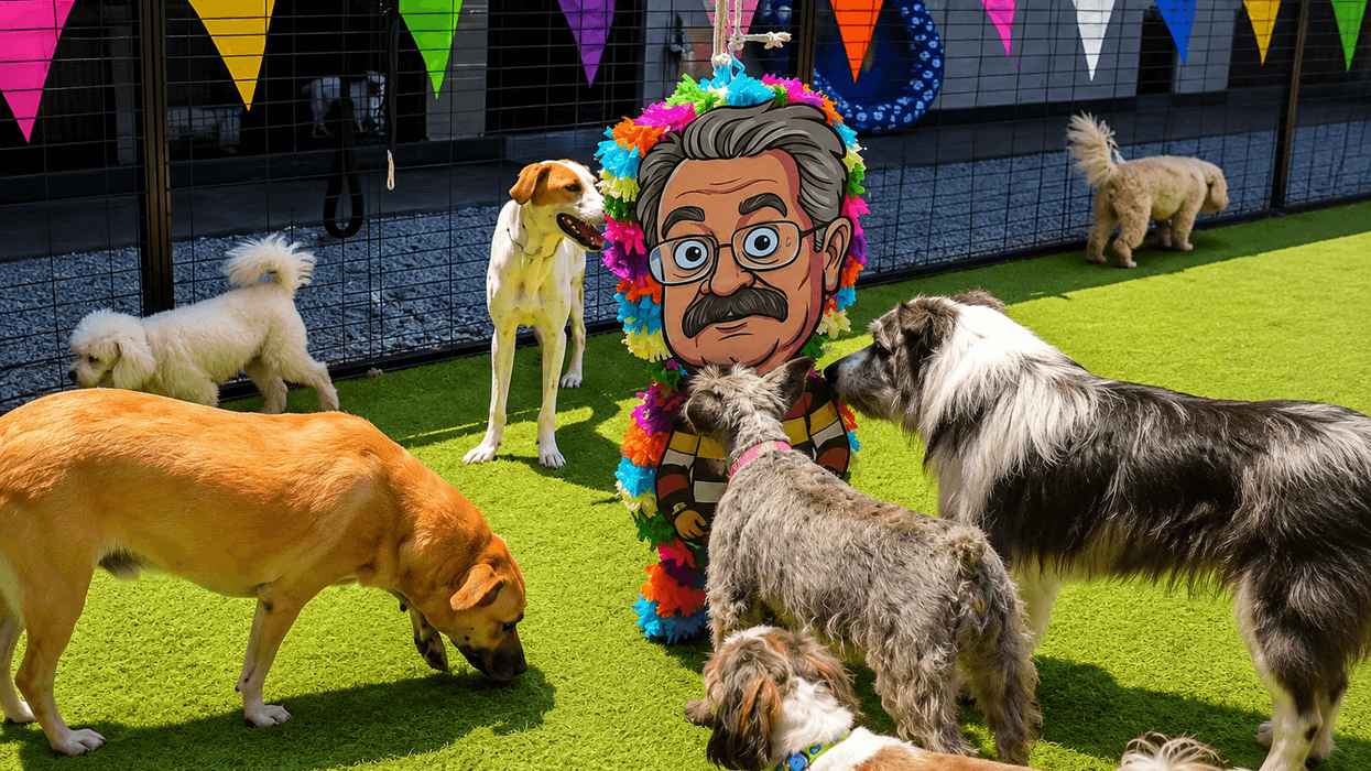 Pedro Sola vuelve a ser viral: guardería de perritos desata polémica con una piñata del conductor | VIDEO