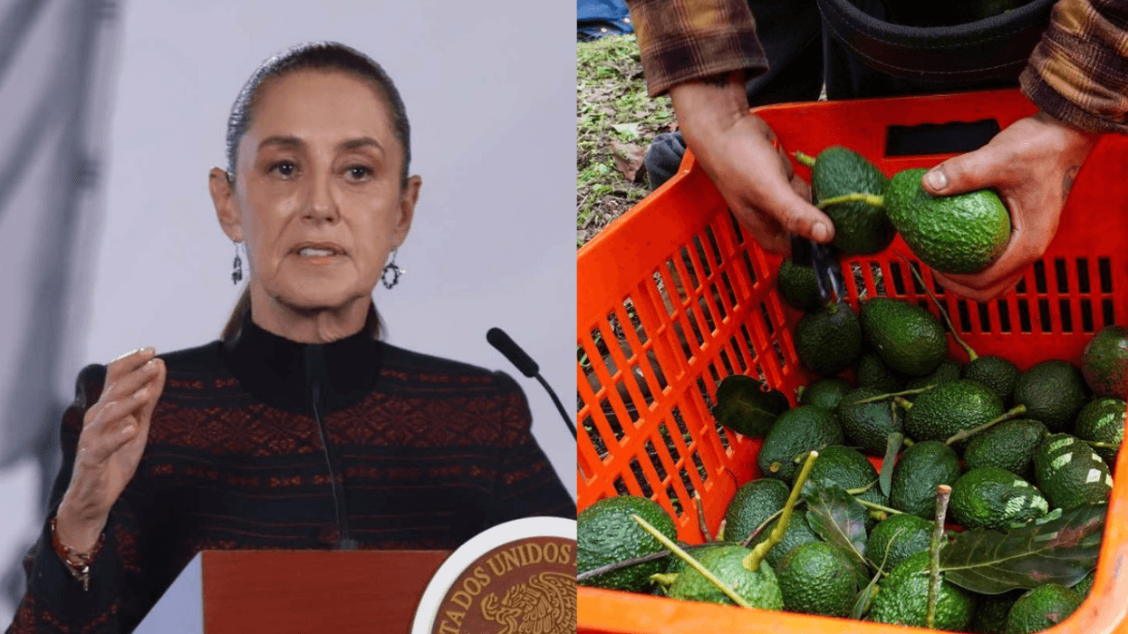 Productores de aguacate en Michoacán durante labores de exportación.
