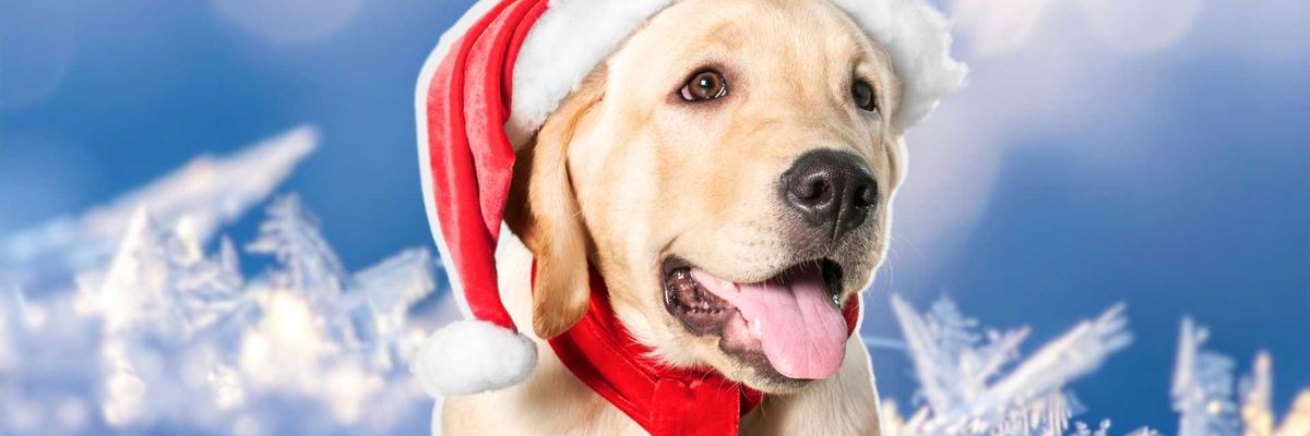 protege-a-tus-mascotas-del-frio