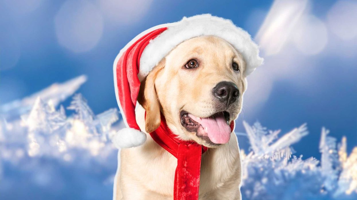 protege-a-tus-mascotas-del-frio