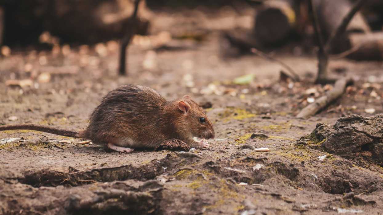 Rat foraging on a forest floor, surrounded by logs and twigs.