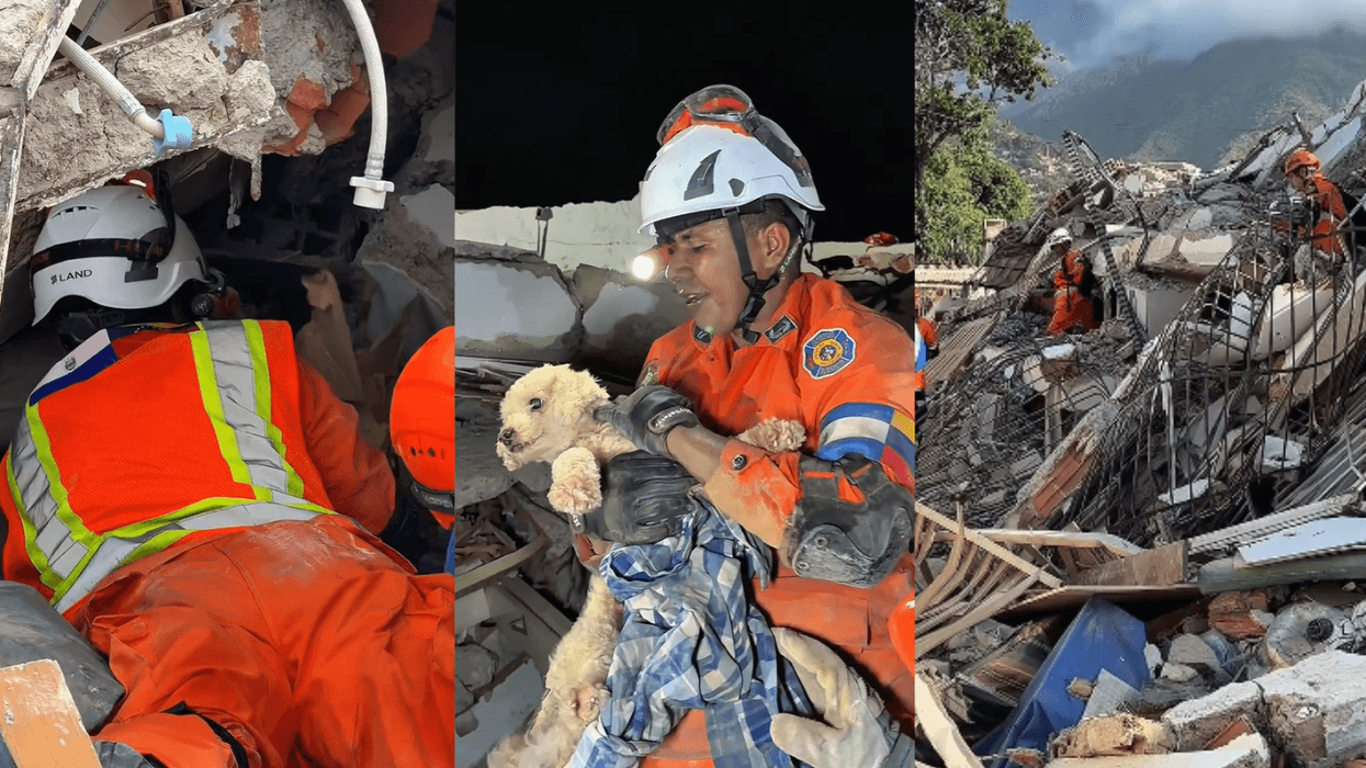 Rescuers in orange suits save a dog from earthquake rubble.