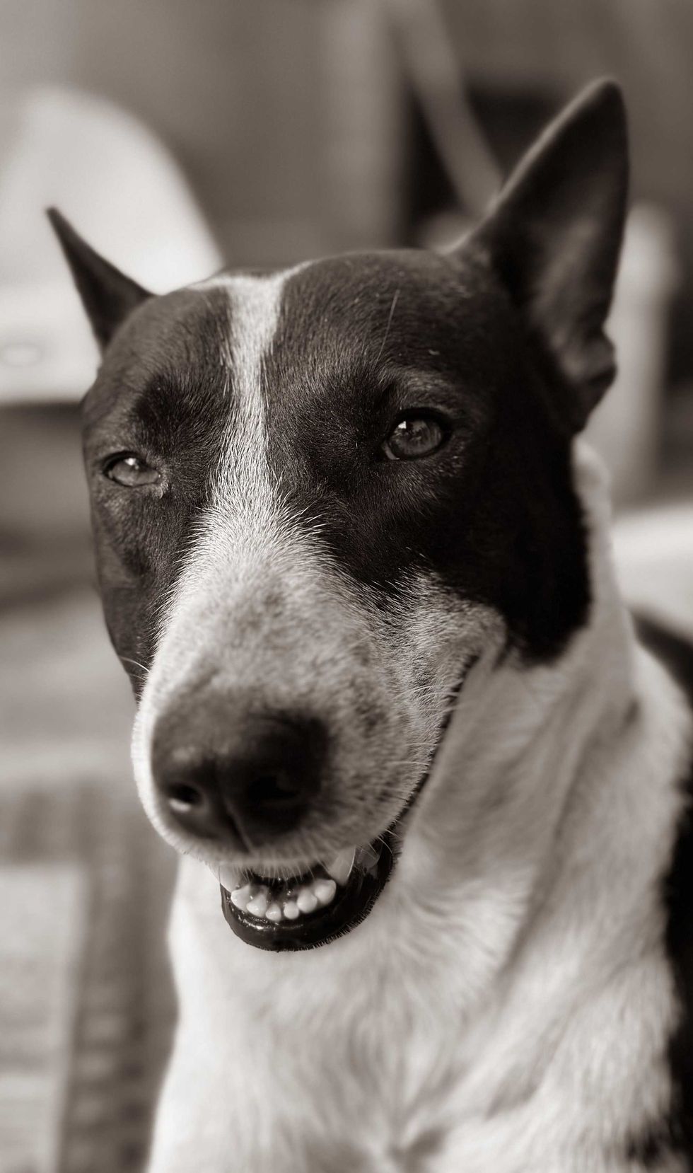 Smiling black and white bull terrier in sepia tone.