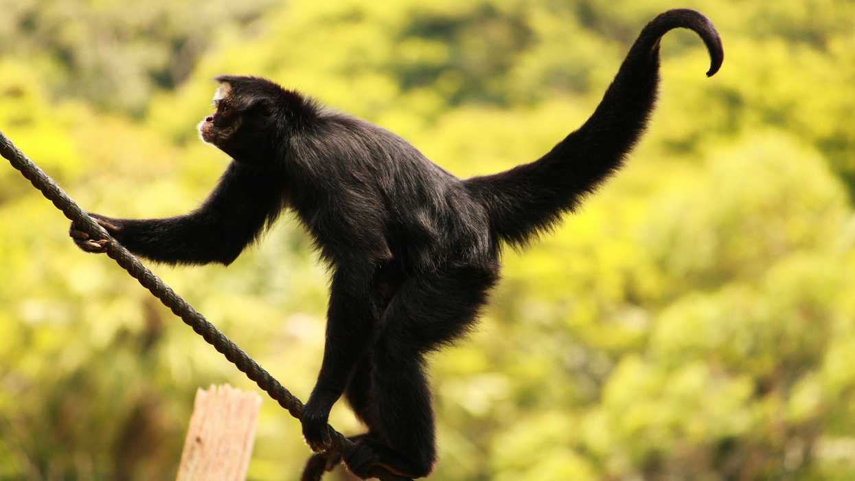 Spider monkey climbing a rope with a blurred green forest background.