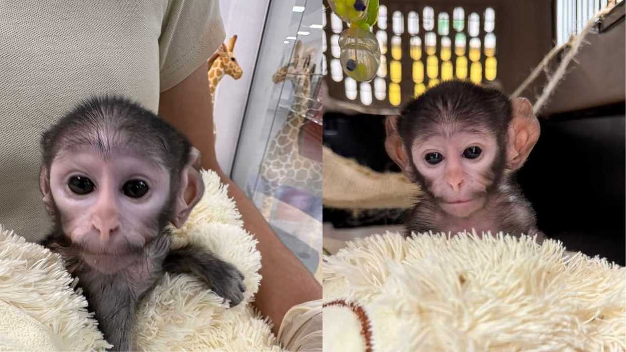 Two baby monkeys with big eyes, one held, the other resting on a plush blanket.