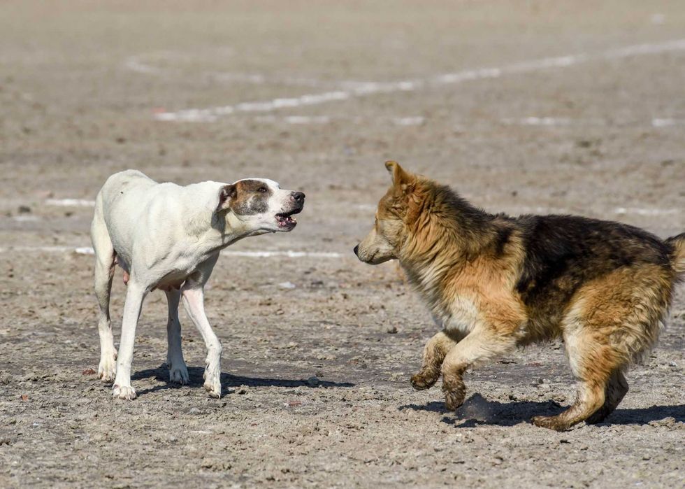 Two dogs confront each other on a sandy surface.