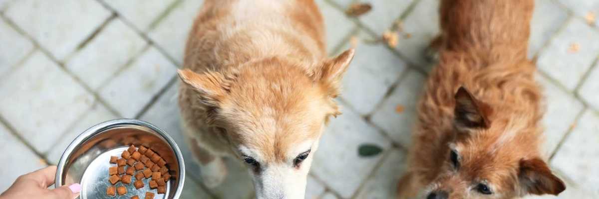 Two dogs eagerly await their food in stainless steel bowls on a stone patio.