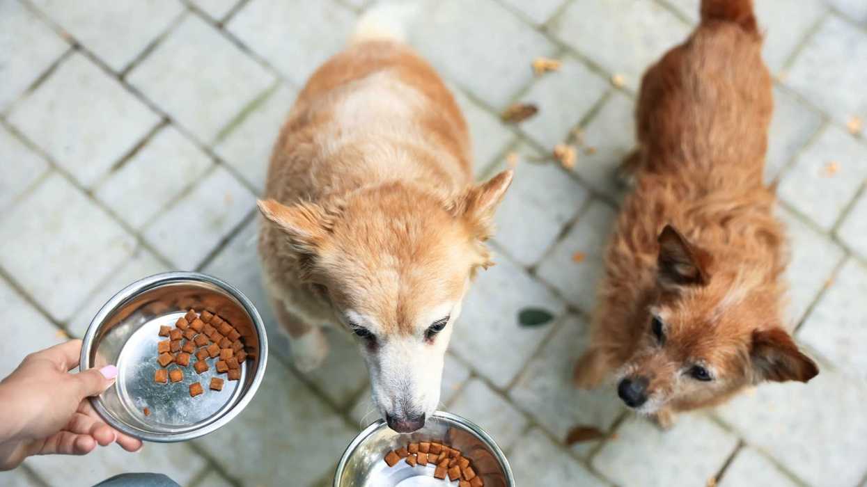 Two dogs eagerly await their food in stainless steel bowls on a stone patio.