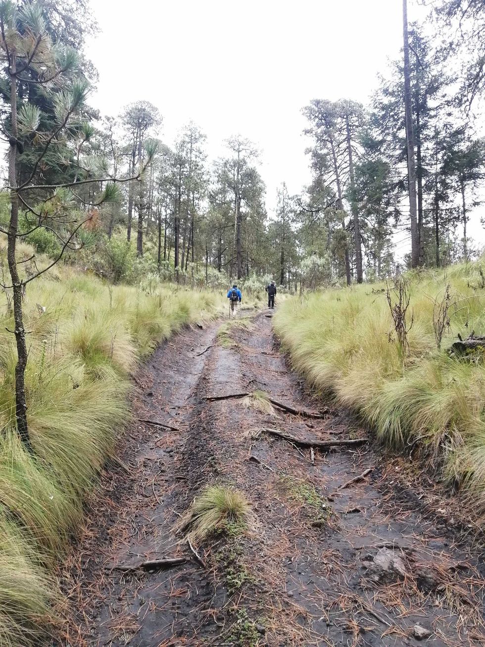 Two people hiking on a forest trail surrounded by tall trees.