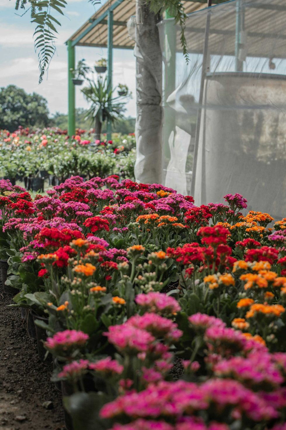 Vibrant, colorful flowers in a greenhouse under a clear sky.