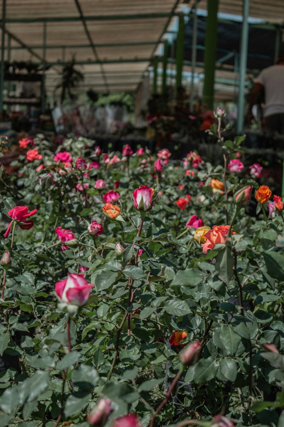 Vibrant pink and orange roses in a greenhouse garden setting.