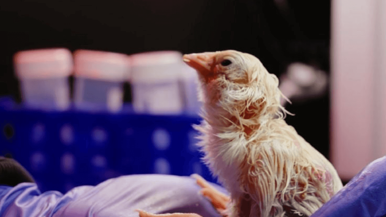 Wet chick being held, blue crates in the background.