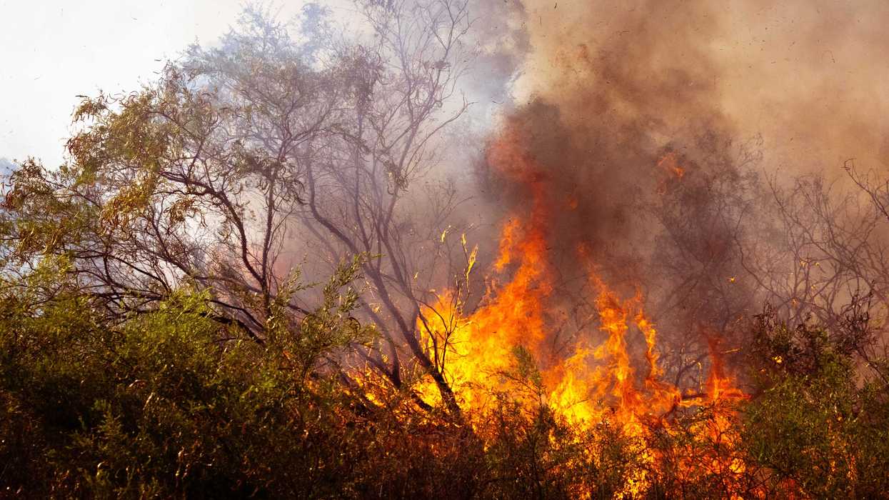 Wildfire engulfing trees with intense flames and thick smoke.